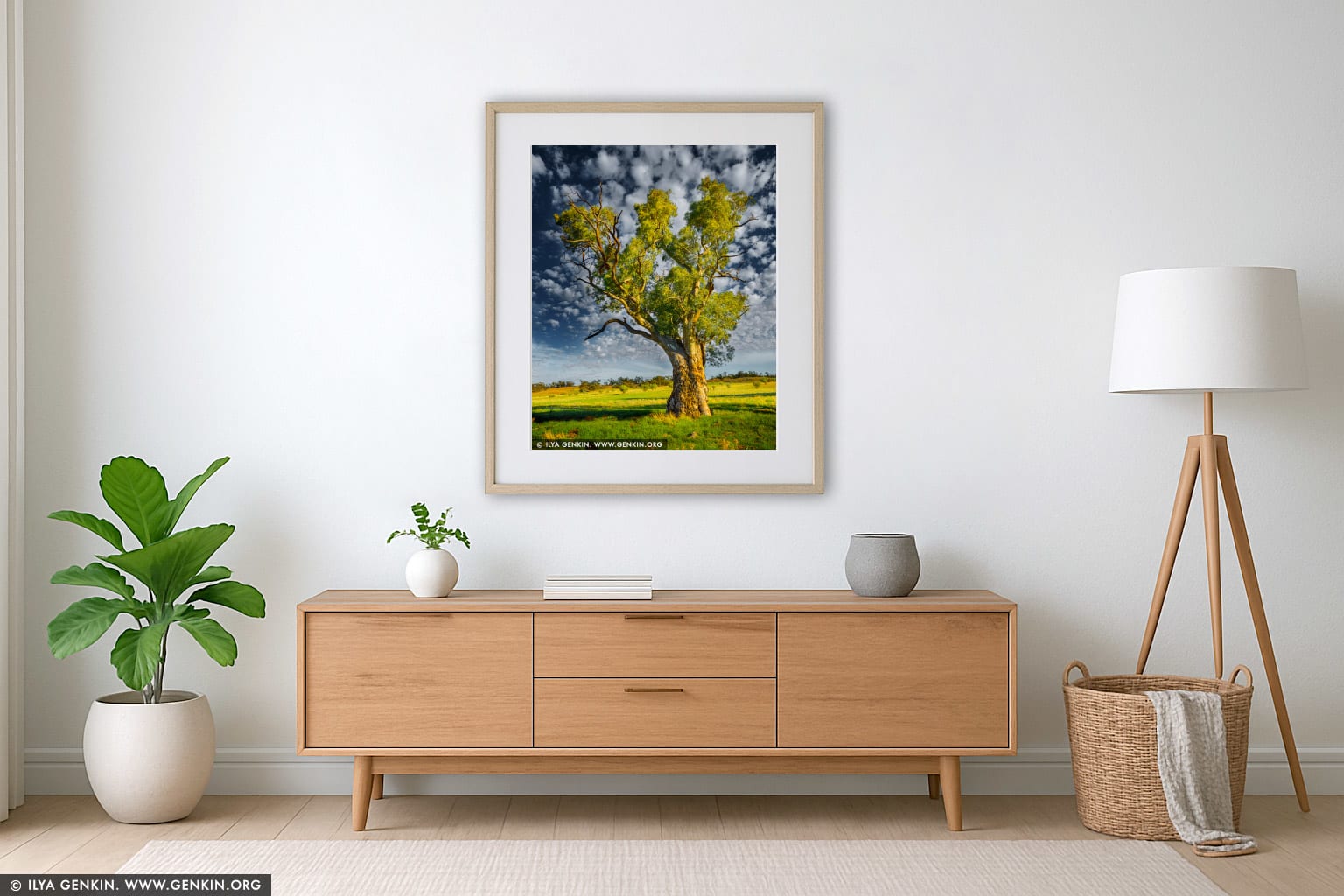 Old River Gum (Eucalyptus camaldulensis) wall art in a contemporary living room interior