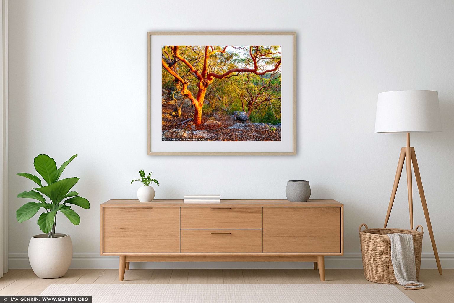 Sydney Red Gum Forest at Sunset wall art in a luxury living room interior