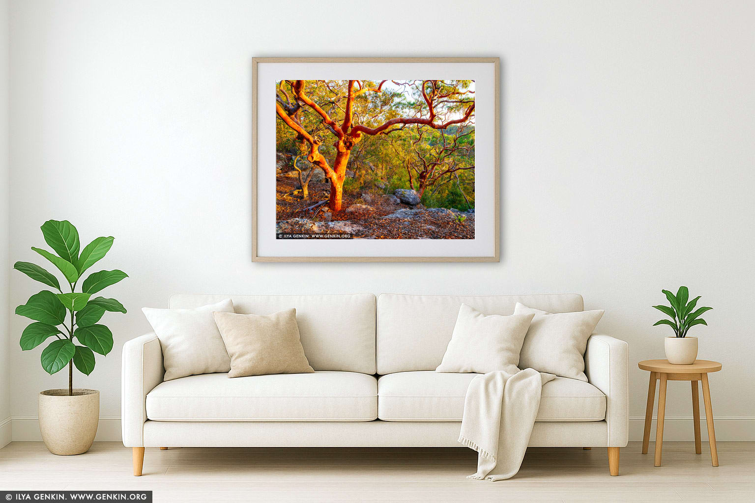 Sydney Red Gum Forest at Sunset wall art in a contemporary living room interior