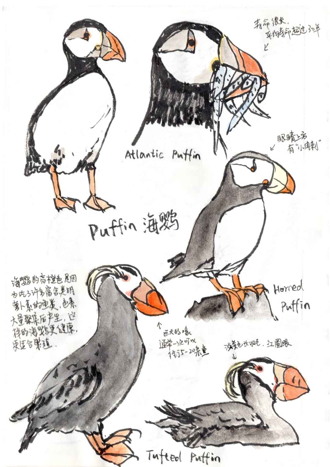 puffin