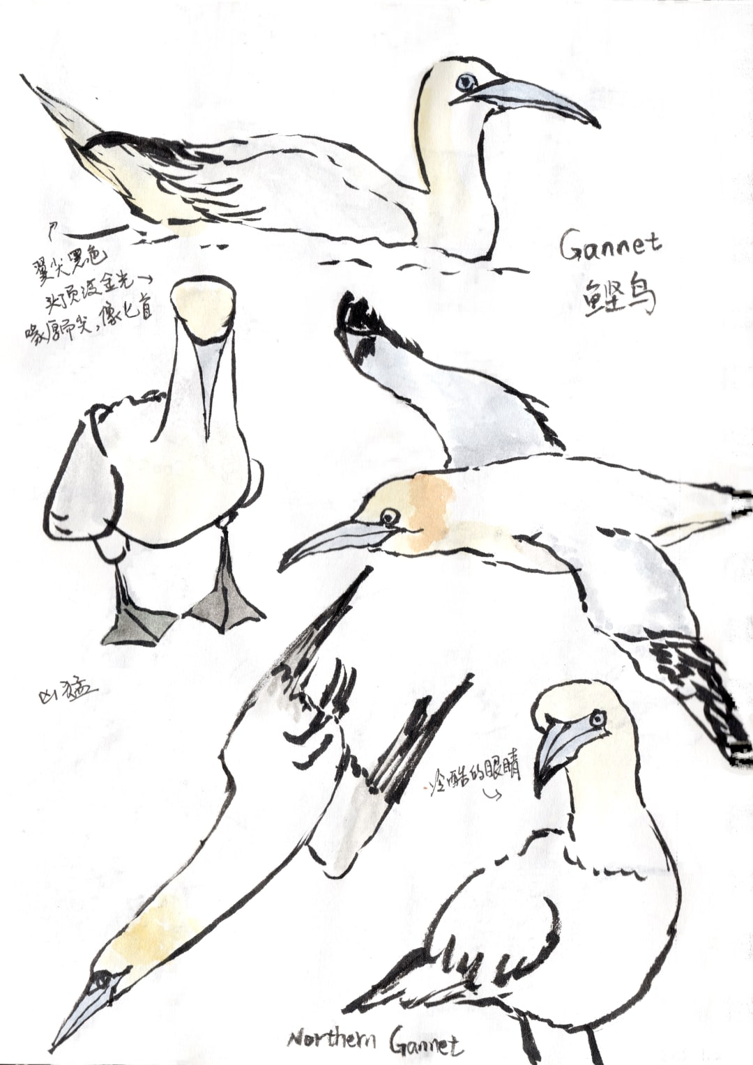 gannet