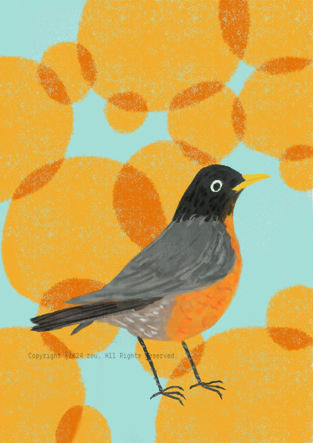 American Robin