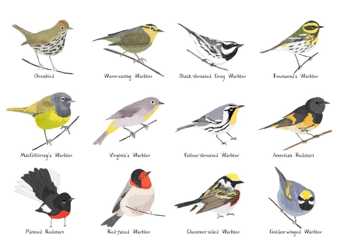 Warbler II