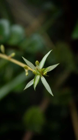 kleine, hellgrüne Blume mit fünf spitzen Blütenblättern und schlankem Stiel