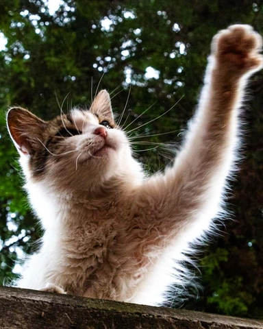 gato blanco y marrón con una pata levantada sobre un muro de piedra