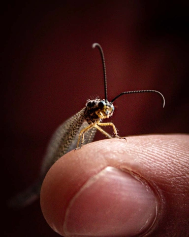 Insect with long antennae perched on a human fingertip