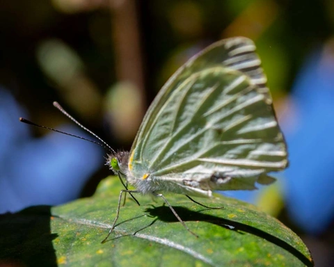 Weißer Schmetterling von der Seite auf einem sonnenbeleuchteten grünen Blatt.