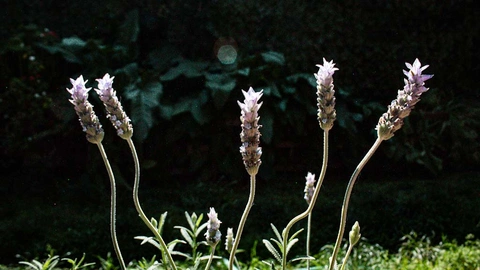 Several lavender flowers on slender stems against a dark foliage background