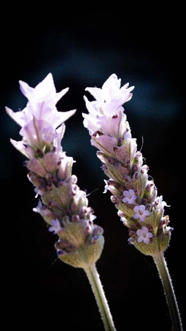 две веточки лаванды с мелкими цветками на темном фоне