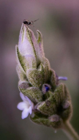 Маленькое насекомое стоит на верхушке распускающегося цветка лаванды