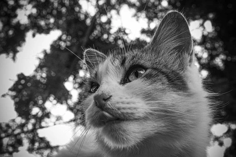 Retrato em preto e branco de um gato olhando para cima com fundo de árvore desfocado