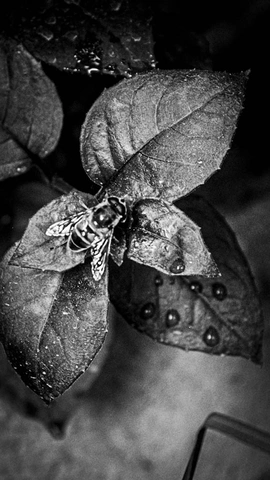 Kleines geflügeltes Insekt auf Blättern mit Wassertropfen in Schwarz-Weiß