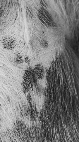 primer plano en blanco y negro de pelo con manchas más oscuras