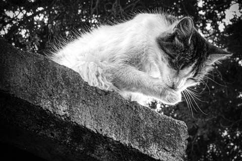 gato blanco y gris lamiéndose la pata sobre una superficie de piedra con árboles al fondo