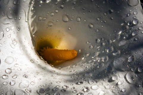 primer plano de una cala blanca cubierta con gotas de agua y un estambre naranja