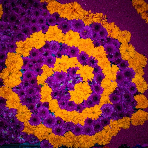 Composition florale en spirale de fleurs violettes et jaunes sur fond assorti