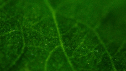 Close-up of a green leaf with visible veins