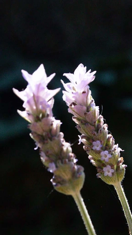 Zwei hellviolette Lavendelblüten auf dunklem Hintergrund