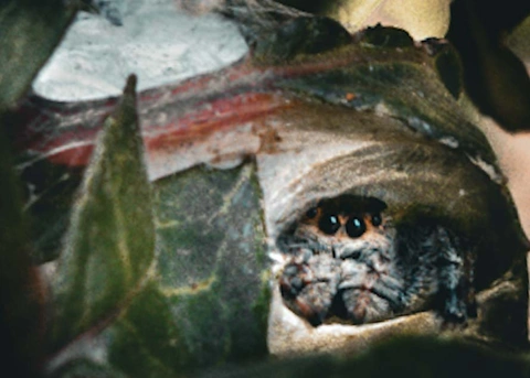 Spinne mit großen Augen blickt aus einem Unterschlupf aus Seide und Blättern