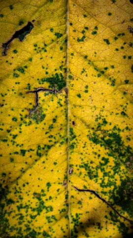 feuille jaune avec des taches vertes et quelques zones endommagées près de la nervure centrale