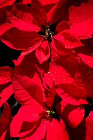 Крупный план растения с красными листьями и несколькими каплями воды на них.