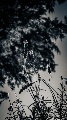 Крупный план лаванды на фоне размытого неба и листвы.