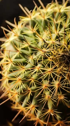 approche d'un cactus sphérique à épines jaunâtres sur fond sombre