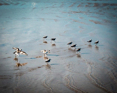 Several small sandpipers walking and flying on a wet beach with light reflections