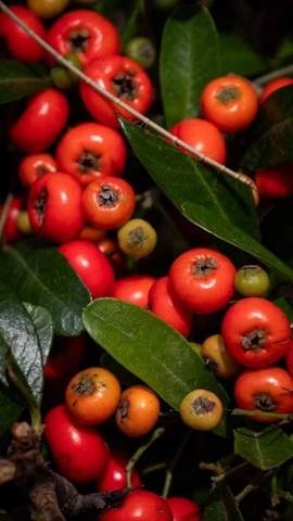 Densely arranged red and yellow berries with green leaves