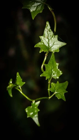 Green ivy leaves climbing on a slender stem with a dark background