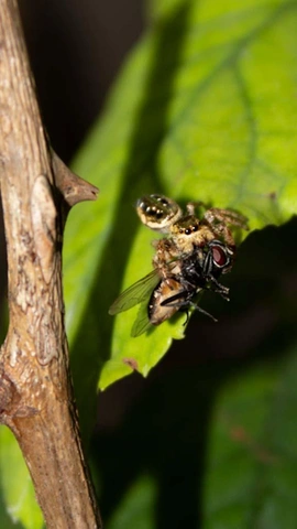 Паук, держащий муху, на зеленом листе рядом с коричневой веткой