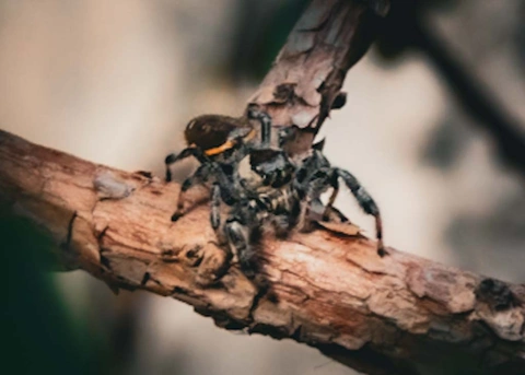 deux araignées sur une branche marron avec un fond flou