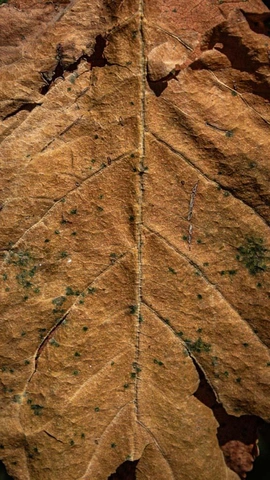 détail d'une feuille sèche brune aux nervures saillantes et taches vertes
