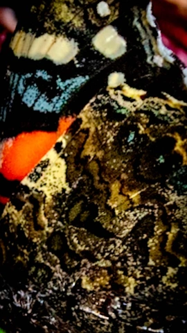 detalle de ala de mariposa con manchas blancas azules y diseño marrón moteado