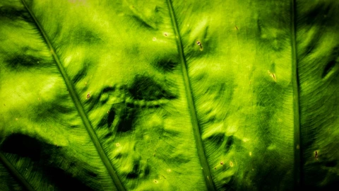 detalle de una hoja verde grande con venas prominentes visibles