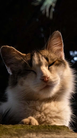 Chat blanc et grisâtre, les yeux fermés et le visage éclairé par le soleil.