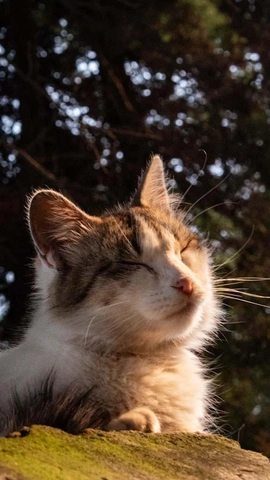 бело-коричневый кот с закрытыми глазами на зелёной поверхности и тёмным лесом на заднем плане