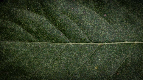 primer plano de una hoja verde con textura y venas prominentes