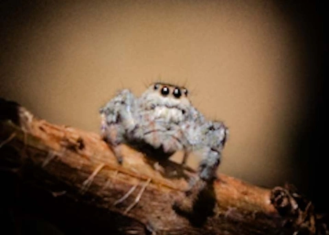 Gray multi-eyed spider on a thin branch with a blurred background