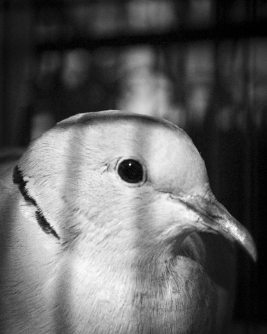 Light-colored dove with dark eye and sharp beak against a blurred background