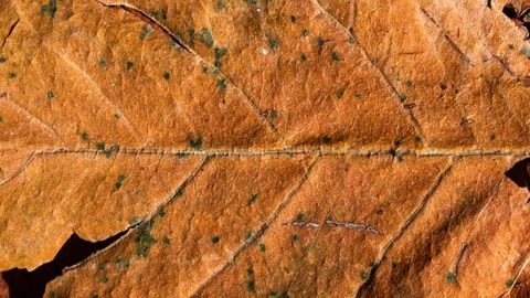 feuille sèche marron à taches verdâtres et nervures proéminentes