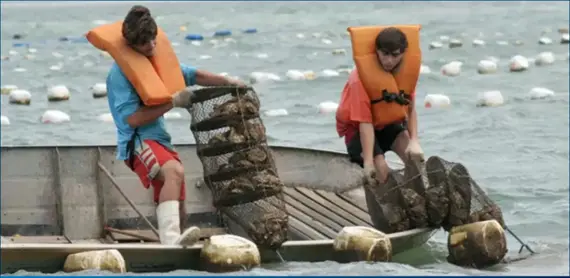 Maricultura em Florianópolis