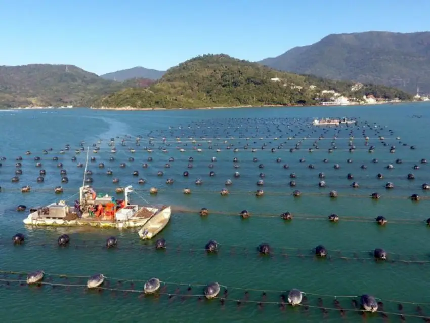 MPA realiza reuniões em Palhoça para definir ocupação de áreas aquícolas por pescadores e maricultores da região. MPA realiza reuniões em Palhoça para definir ocupação de áreas aquícolas por pescadores e maricultores da região.