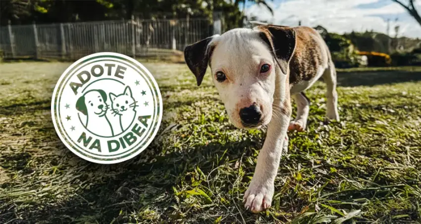 Cães e gatos aguardam adoção responsável em São José Cães e gatos aguardam adoção responsável em São José