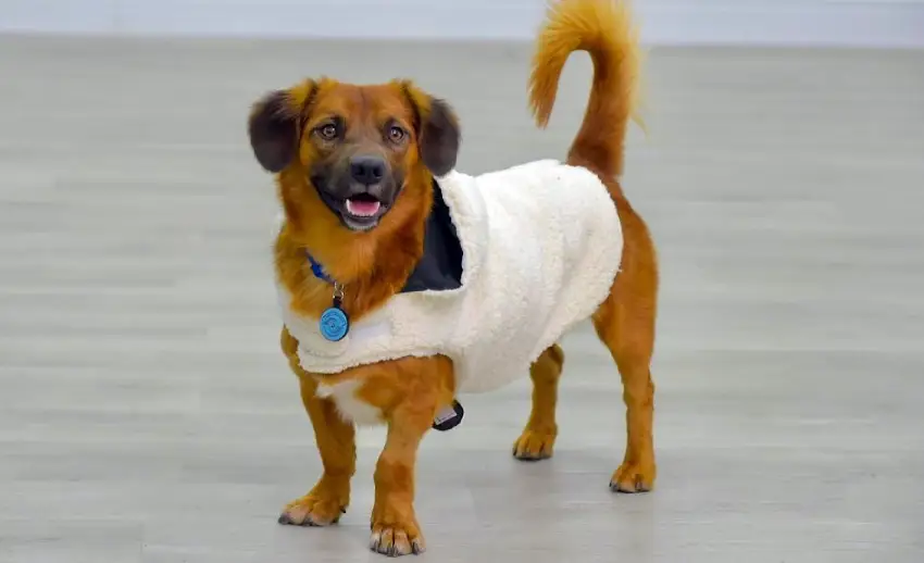 Iniciativa da Diretoria de Bem-Estar Animal aquece pets em Palhoça Iniciativa da Diretoria de Bem-Estar Animal aquece pets em Palhoça
