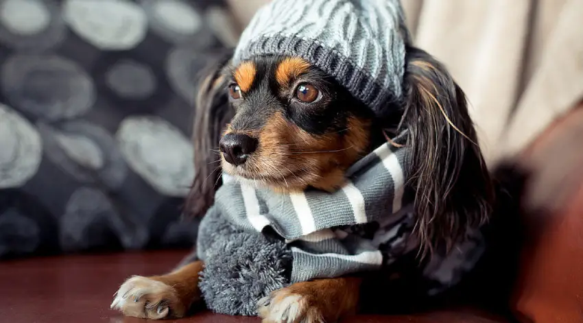 Palhoça arrecada agasalhos para pets em campanha de inverno Palhoça arrecada agasalhos para pets em campanha de inverno