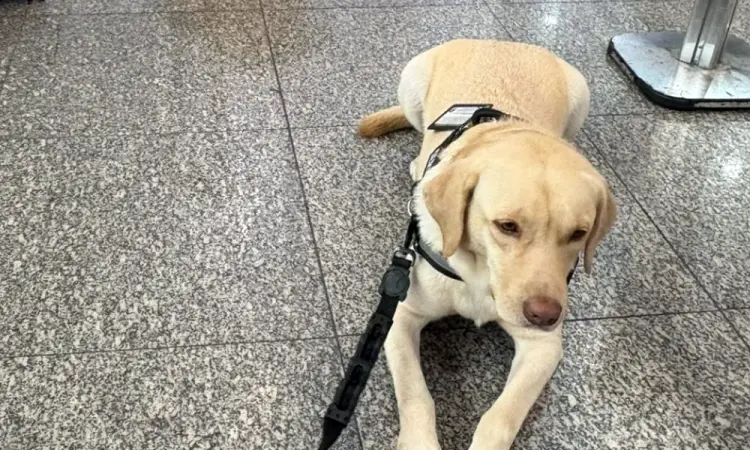 Vitória na Justiça garante embarque de cão de suporte para Portugal Vitória na Justiça garante embarque de cão de suporte para Portugal
