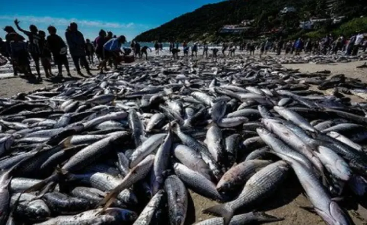 Pesca na Pinheira registra 50 mil tainhas e aquece economia local Pesca na Pinheira registra 50 mil tainhas e aquece economia local