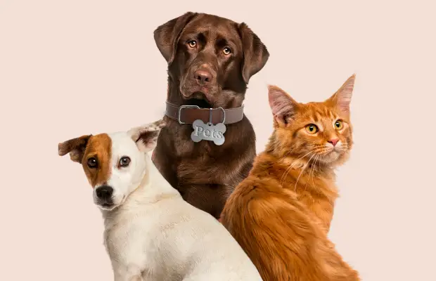 Castração gratuita combate abandono de pets na capital Castração gratuita combate abandono de pets na capital