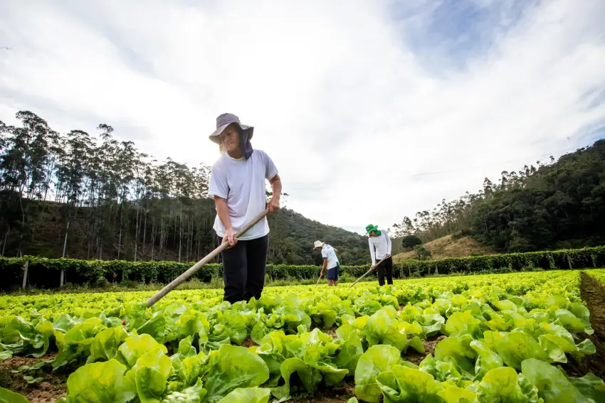 Agricultores de Florianópolis recebem apoio técnico e jurídico Agricultores de Florianópolis recebem apoio técnico e jurídico